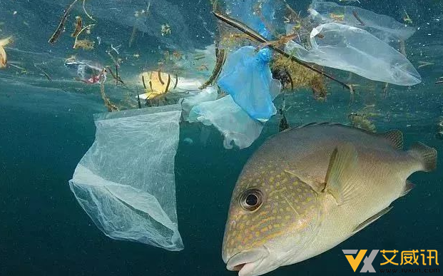 塑料袋对环境的污染：对海洋生物的灭顶之灾