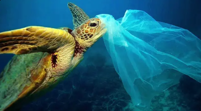 塑料袋对环境的污染：对海洋生物的灭顶之灾