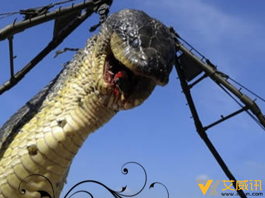 真相：桂平西山附近一座山挖出140岁蛇精是真的吗？