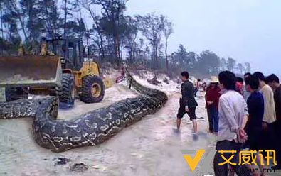 真相：桂平西山附近一座山挖出140岁蛇精是真的吗？