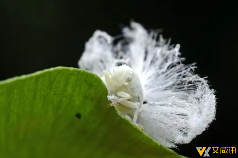 爆米花虫长大后，你见过它变成的样子吗？