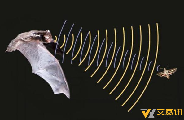 飞蛾有没有超声波？会靠超声波防御蝙蝠