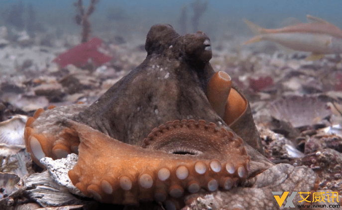 章鱼的生活习性：打架章鱼会互相“扔”东西